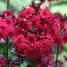 Primula japonica millers for sale  CRANBROOK