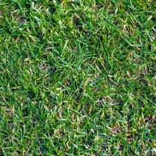 Buffalo grass native for sale  Fallbrook