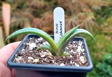 Agave ghiesbreghtii purpusorum for sale  DARLINGTON