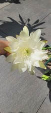 Epiphyllum noid blüte gebraucht kaufen  Würselen
