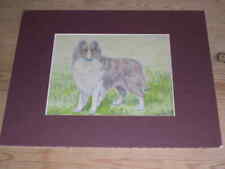 Antique rare collie for sale  WARRINGTON