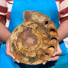 Hermoso fósil natural 1580G caracola en rodajas cristal mineral espécimen 2264 segunda mano  Embacar hacia Mexico