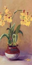 Shari white orchid for sale  Milwaukee