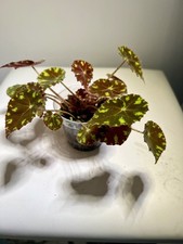 Begonia tiger paws for sale Begonia tiger paws for sale  LEEK
