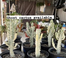 Euphorbia lactea white for sale  Garden Grove