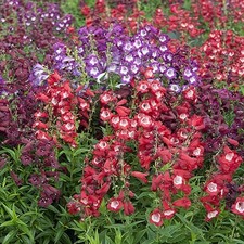 Penstemon perennial garden for sale  HEREFORD