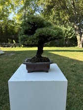 pine bonsai for sale pine bonsai for sale Salt Lake City