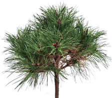 Pinus nigra brepo usato  Napoli