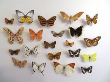 Insektensammlung schmetterling gebraucht kaufen  Meschede