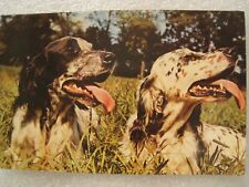 Setter anglais. carte d'occasion  Marseille XIII