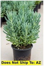 Garden plant southern for sale  Fort Mill
