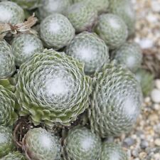 Sempervivum arachnoideum plant for sale  LONDON