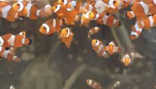 Classic ocellaris clownfish for sale  San Juan Capistrano