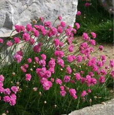 Armeria plug plants for sale  LONDON