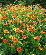 100 seeds helenium for sale  LOWESTOFT