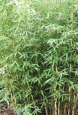 Fargesia robusta pingwu for sale  Eugene