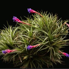 Tillandsia aeranthos usato  Italia