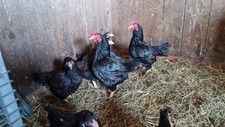 Indian game bantam for sale  ATHERSTONE