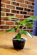 Ficus benjamina weeping for sale  Rego Park
