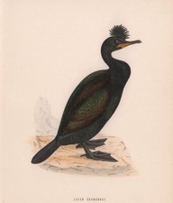 Green cormorant. morris for sale  LONDON