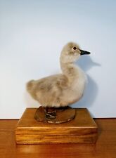 Taxidermy, Cabinet De Curiosites : Pullo Di Cigno Nero (Cygnus atratus), usado comprar usado  Enviando para Brazil