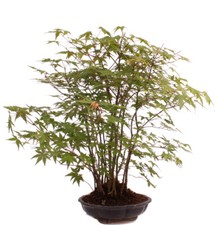 Bonsai acer palmatum gebraucht kaufen  Heinsberg