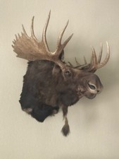 Moose head mount for sale  San Antonio