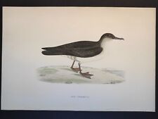 Manx shearwater history usato  Roma