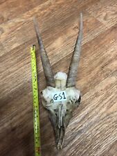 goat skull for sale  UK