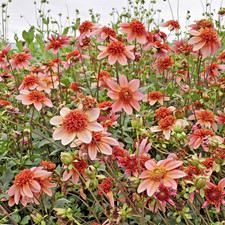 Anemone dahlia totally for sale  WOLVERHAMPTON