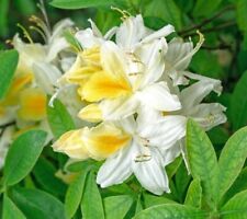 Rhododendron white melody for sale  CRANBROOK