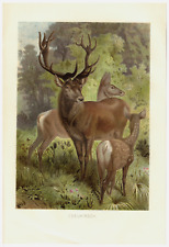 Edelhirsch rothirsch edelwild gebraucht kaufen Edelhirsch rothirsch edelwild gebraucht kaufen  Lauenburg/ Elbe