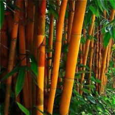 60 sementes de bambu gigantes amarelas plantas de jardim Bambusaceae   comprar usado  Enviando para Brazil