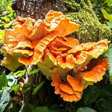 Chicken woods liquid for sale  Mc Connell