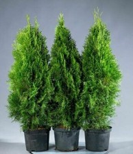 Bushy thuja occidentalis for sale  OXFORD
