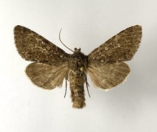 Usado, Noctuidae Polia conspicua da Rússia. comprar usado  Enviando para Brazil