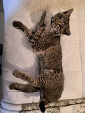 Beautiful mounted bobcat for sale  Palisade
