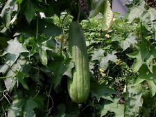 Graines luffa aegyptiaca d'occasion  Sabres