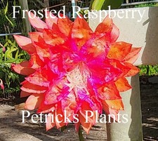 epiphyllum for sale epiphyllum for sale Summerville