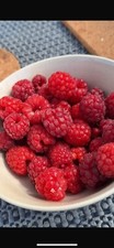 Bio junge himbeerpflanzen gebraucht kaufen  Bockenem