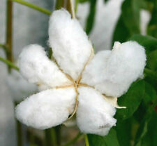 Gossypium hirsutum seeds for sale  GODALMING