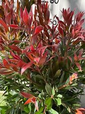 Callistemon red rocket usato  Maddaloni