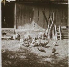 Poulailler poules maison d'occasion  Paris V