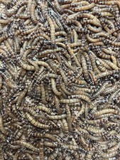 Live superworms 000 for sale  USA
