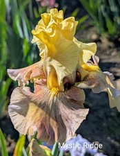 Misty ridge iris for sale  Ahsahka
