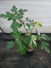 Ficus carica variegata d'occasion  Basse-Goulaine