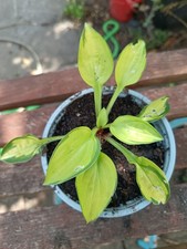 Hosta green envy for sale  ABERAERON