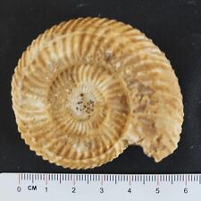 Ammonites fossile parkinsonia d'occasion  Moyon