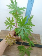 begonia plant for sale begonia plant for sale Lexington