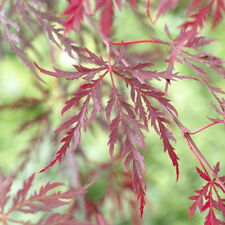 Ornamental tree acer for sale  PETERBOROUGH